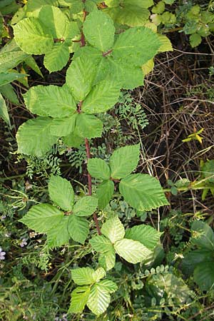 Rubus fruticosus agg. \ Brombeere / Bramble, Blackberry, D Weinheim an der Bergstraße 12.7.2011