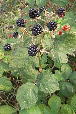 Rubus fruticosus agg. \ Brombeere / Bramble, Blackberry, D Weinheim an der Bergstraße 12.7.2011