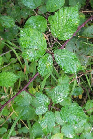 Rubus fruticosus agg. \ Brombeere / Bramble, Blackberry, D Franken/Franconia Happurg 6.8.2011