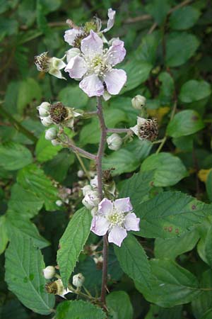 Rubus fruticosus agg. \ Brombeere / Bramble, Blackberry, D Franken/Franconia Happurg 6.8.2011
