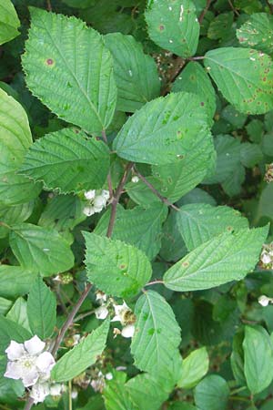 Rubus fruticosus agg. \ Brombeere / Bramble, Blackberry, D Franken/Franconia Happurg 6.8.2011