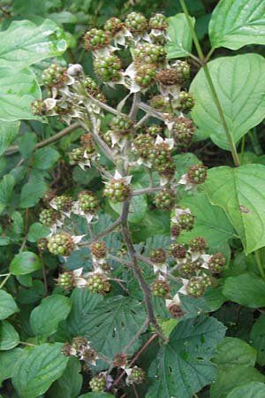 Rubus fruticosus agg. \ Brombeere / Bramble, Blackberry, D Franken/Franconia Happurg 6.8.2011