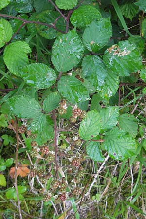 Rubus fruticosus agg. \ Brombeere / Bramble, Blackberry, D Franken/Franconia Happurg 6.8.2011