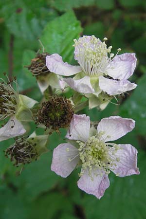 Rubus fruticosus agg. \ Brombeere / Bramble, Blackberry, D Franken/Franconia Happurg 6.8.2011