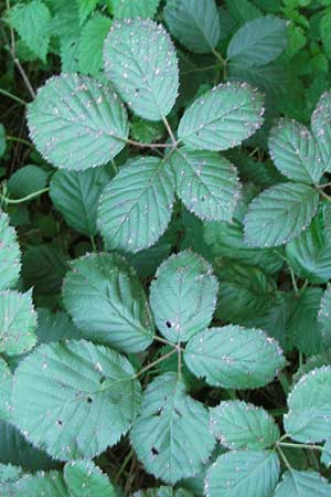 Rubus fruticosus agg. \ Brombeere / Bramble, Blackberry, D Ludwigshafen 26.10.2011
