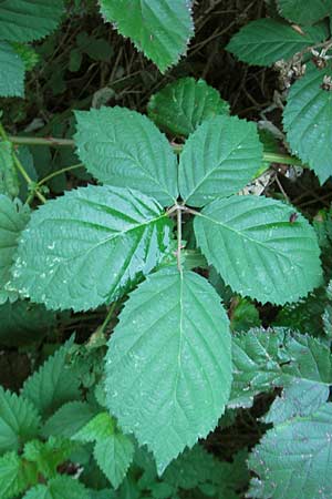 Rubus fruticosus agg. \ Brombeere / Bramble, Blackberry, D Ludwigshafen 26.10.2011