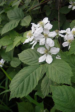 Rubus fruticosus agg. \ Brombeere / Bramble, Blackberry, D Weinheim an der Bergstraße 11.5.2012