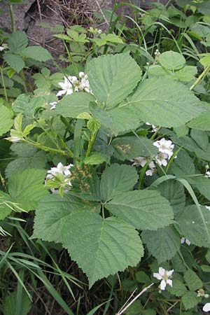 Rubus fruticosus agg. \ Brombeere / Bramble, Blackberry, D Weinheim an der Bergstraße 11.5.2012