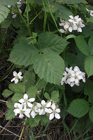 Rubus fruticosus agg. \ Brombeere / Bramble, Blackberry, D Weinheim an der Bergstraße 11.5.2012