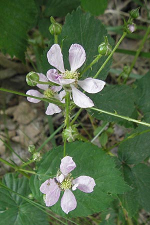 Rubus corylifolius agg. \ Haselblatt-Brombeere / Hazel-Leaved Bramble, D Fulda 30.5.2012