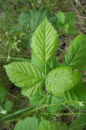 Rubus corylifolius agg. \ Haselblatt-Brombeere / Hazel-Leaved Bramble, D Fulda 30.5.2012