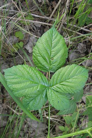 Rubus corylifolius agg. \ Haselblatt-Brombeere / Hazel-Leaved Bramble, D Fulda 30.5.2012