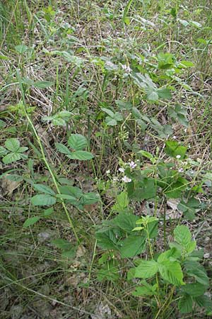 Rubus corylifolius agg. \ Haselblatt-Brombeere / Hazel-Leaved Bramble, D Fulda 30.5.2012