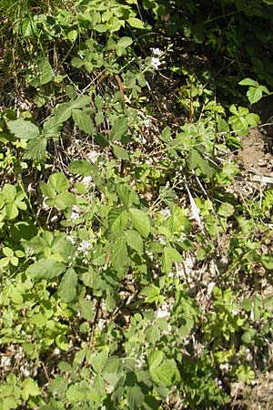 Rubus corylifolius agg. \ Haselblatt-Brombeere / Hazel-Leaved Bramble, D Blankenau bei/near Fulda 30.5.2012