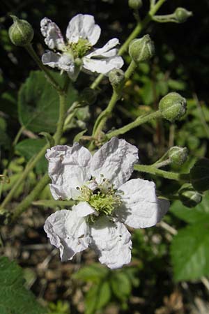 Rubus corylifolius agg. \ Haselblatt-Brombeere / Hazel-Leaved Bramble, D Blankenau bei/near Fulda 30.5.2012