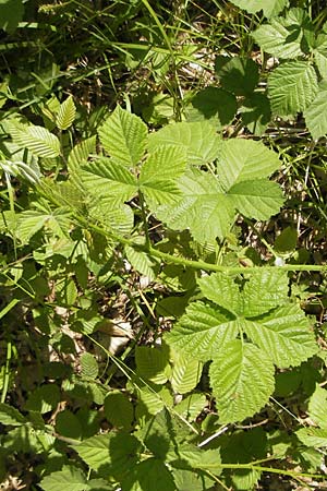 Rubus corylifolius agg. \ Haselblatt-Brombeere / Hazel-Leaved Bramble, D Blankenau bei/near Fulda 30.5.2012