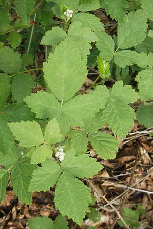 Rubus rhombicus ? \ Rhombische Haselblatt-Brombeere / Rhombic Bramble, D Kipfenberg 7.6.2012
