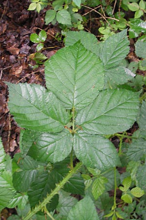 Rubus fuernrohrii \ Frnrohrs Haselblatt-Brombeere, D Neuburg an der Donau 8.6.2012