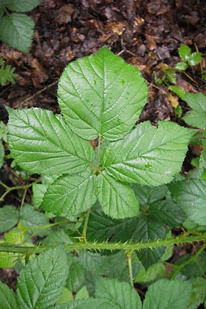 Rubus fuernrohrii \ Frnrohrs Haselblatt-Brombeere, D Neuburg an der Donau 8.6.2012