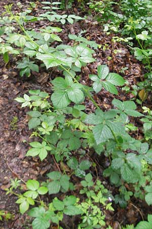 Rubus fuernrohrii \ Frnrohrs Haselblatt-Brombeere, D Neuburg an der Donau 8.6.2012