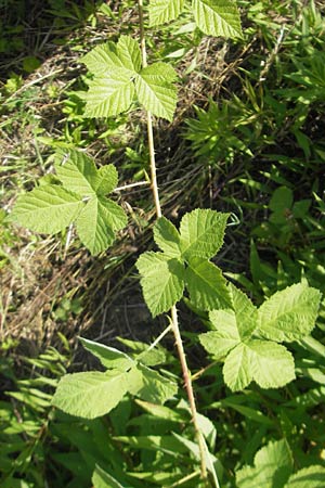 Rubus fruticosus agg. \ Brombeere / Bramble, Blackberry, D Zeutern 23.6.2012