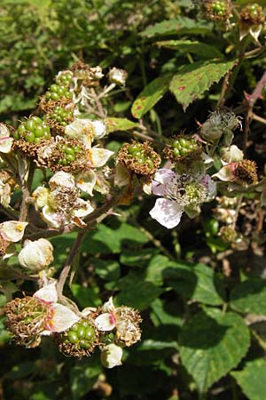 Rubus fruticosus agg. \ Brombeere / Bramble, Blackberry, D Schwarzwald/Black-Forest, Reichental 7.7.2012