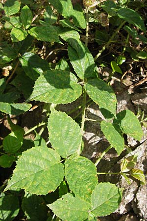 Rubus fruticosus agg. \ Brombeere / Bramble, Blackberry, D Schwarzwald/Black-Forest, Reichental 7.7.2012
