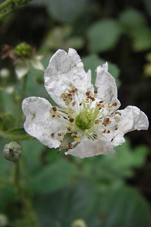 Rubus fruticosus agg. \ Brombeere / Bramble, Blackberry, D Frankfurt-Louisa 14.7.2012