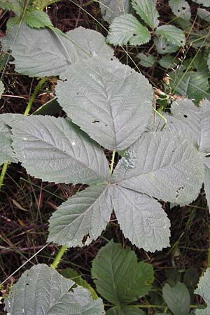 Rubus fruticosus agg. \ Brombeere / Bramble, Blackberry, D Frankfurt-Louisa 14.7.2012