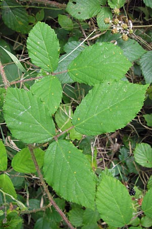 Rubus fruticosus agg. \ Brombeere / Bramble, Blackberry, D Mannheim 18.7.2012