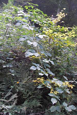 Rubus nessensis \ Fuchsbeere, Halbaufrechte Brombeere / Suberect Bramble, D Heidelberg 2.10.2012