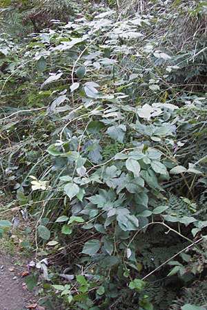 Rubus nessensis \ Fuchsbeere, Halbaufrechte Brombeere / Suberect Bramble, D Heidelberg 2.10.2012