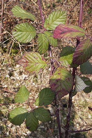 Rubus fruticosus agg. \ Brombeere / Bramble, Blackberry, D Wiesloch 3.3.2013