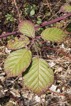 Rubus fruticosus agg. \ Brombeere / Bramble, Blackberry, D Wiesloch 3.3.2013