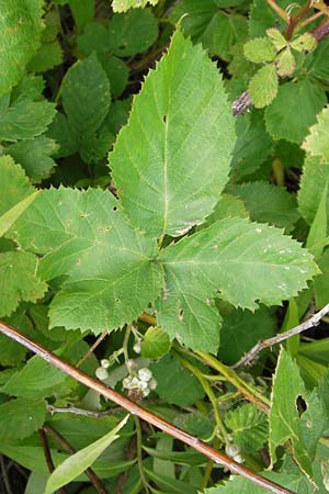Rubus fruticosus agg. \ Brombeere / Bramble, Blackberry, D Philippsburg 26.6.2013