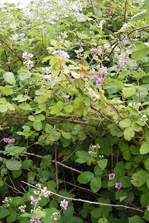 Rubus fruticosus agg. \ Brombeere / Bramble, Blackberry, D Philippsburg 26.6.2013