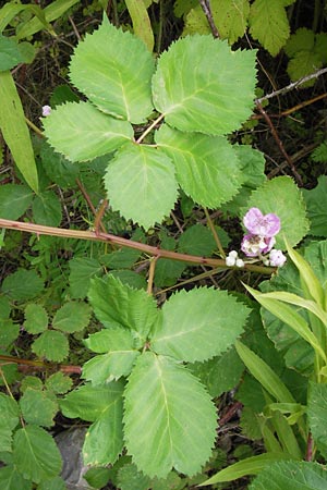 Rubus fruticosus agg. \ Brombeere / Bramble, Blackberry, D Philippsburg 26.6.2013