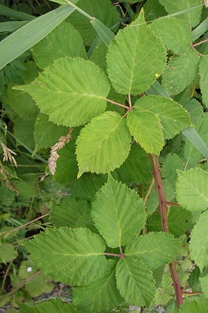 Rubus fruticosus agg. \ Brombeere / Bramble, Blackberry, D Philippsburg 26.6.2013