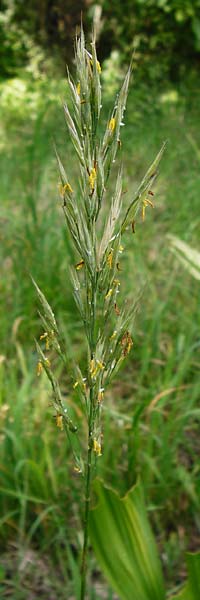 Bromus erectus \ Aufrechte Trespe, Berg-Trespe / Erect Brome, D Weinheim an der Bergstraße 1.6.2014