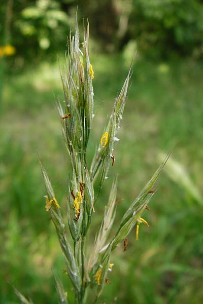 Bromus erectus \ Aufrechte Trespe, Berg-Trespe / Erect Brome, D Weinheim an der Bergstraße 1.6.2014