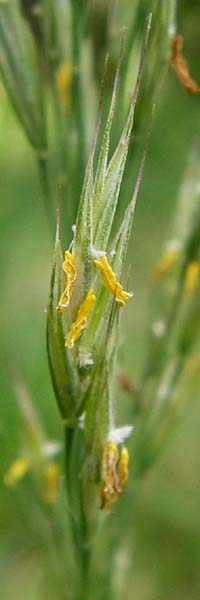 Bromus erectus \ Aufrechte Trespe, Berg-Trespe / Erect Brome, D Weinheim an der Bergstraße 1.6.2014