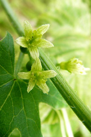 Bryonia dioica \ Rotfrchtige Zaunrbe / Red-Berried Bryony, D Oppenheim 9.8.2014