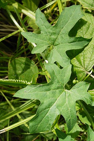 Bryonia dioica \ Rotfrchtige Zaunrbe / Red-Berried Bryony, D Oppenheim 9.8.2014