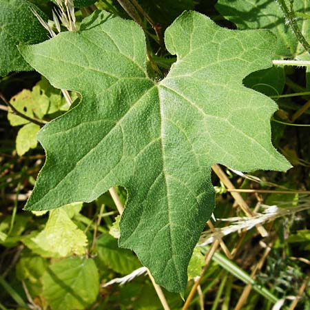 Bryonia dioica \ Rotfrchtige Zaunrbe / Red-Berried Bryony, D Oppenheim 9.8.2014