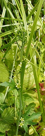 Bryonia dioica \ Rotfrchtige Zaunrbe / Red-Berried Bryony, D Oppenheim 9.8.2014