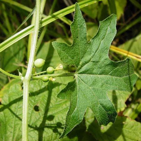 Bryonia dioica \ Rotfrchtige Zaunrbe / Red-Berried Bryony, D Oppenheim 9.8.2014