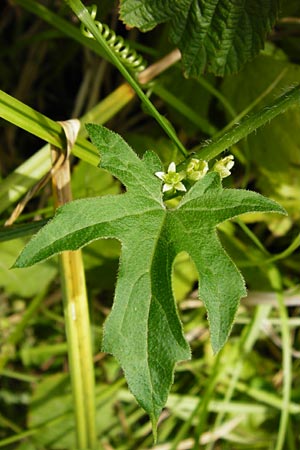 Bryonia dioica \ Rotfrchtige Zaunrbe / Red-Berried Bryony, D Oppenheim 9.8.2014