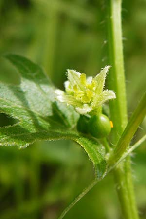Bryonia dioica \ Rotfrchtige Zaunrbe / Red-Berried Bryony, D Oppenheim 9.8.2014