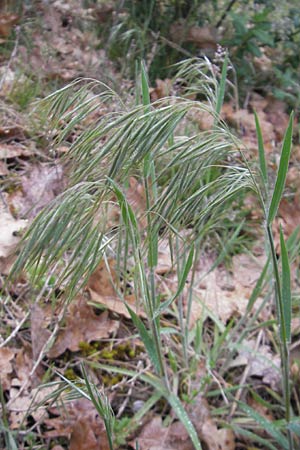 Bromus tectorum, Dach-Trespe