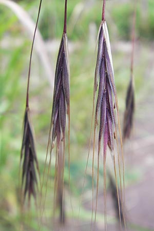 Bromus sterilis \ Taube Trespe / Poverty Brome, D Mannheim 12.6.2012